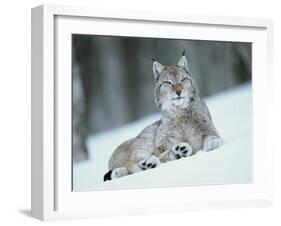 European Lynx in Snow, Norway-Pete Cairns-Framed Photographic Print