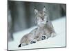 European Lynx in Snow, Norway-Pete Cairns-Mounted Photographic Print