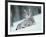 European Lynx in Snow, Norway-Pete Cairns-Framed Photographic Print