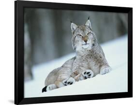 European Lynx in Snow, Norway-Pete Cairns-Framed Photographic Print