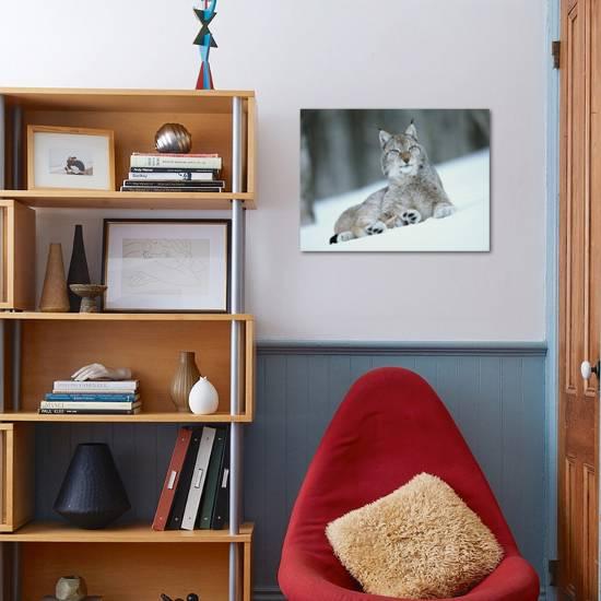 european lynx in snow norway photographic print pete cairns allposters com