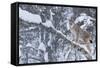European Lynx (Lynx Lynx) Climbing A Tree, Captive, Norway, February-Edwin Giesbers-Framed Stretched Canvas