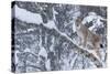 European Lynx (Lynx Lynx) Climbing A Tree, Captive, Norway, February-Edwin Giesbers-Stretched Canvas