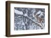 European Lynx (Lynx Lynx) Climbing A Tree, Captive, Norway, February-Edwin Giesbers-Framed Photographic Print