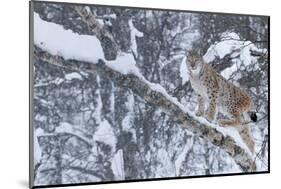European Lynx (Lynx Lynx) Climbing A Tree, Captive, Norway, February-Edwin Giesbers-Mounted Photographic Print