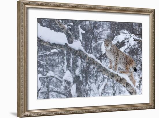 European Lynx (Lynx Lynx) Climbing A Tree, Captive, Norway, February-Edwin Giesbers-Framed Photographic Print