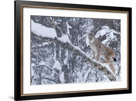 European Lynx (Lynx Lynx) Climbing A Tree, Captive, Norway, February-Edwin Giesbers-Framed Photographic Print