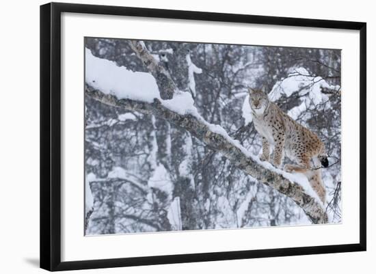 European Lynx (Lynx Lynx) Climbing A Tree, Captive, Norway, February-Edwin Giesbers-Framed Photographic Print