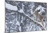 European Lynx (Lynx Lynx) Climbing A Tree, Captive, Norway, February-Edwin Giesbers-Mounted Photographic Print