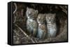 European Lynx (Lynx Lynx) Kittens In Den-Laurent Geslin-Framed Stretched Canvas