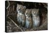 European Lynx (Lynx Lynx) Kittens In Den-Laurent Geslin-Stretched Canvas