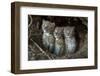 European Lynx (Lynx Lynx) Kittens In Den-Laurent Geslin-Framed Photographic Print