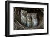 European Lynx (Lynx Lynx) Kittens In Den-Laurent Geslin-Framed Photographic Print