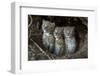 European Lynx (Lynx Lynx) Kittens In Den-Laurent Geslin-Framed Photographic Print