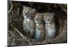 European Lynx (Lynx Lynx) Kittens In Den-Laurent Geslin-Mounted Photographic Print