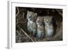 European Lynx (Lynx Lynx) Kittens In Den-Laurent Geslin-Framed Photographic Print