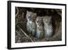 European Lynx (Lynx Lynx) Kittens In Den-Laurent Geslin-Framed Photographic Print