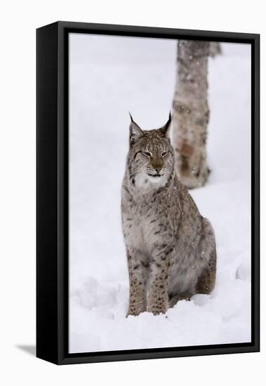 European Lynx (Lynx Lynx), Polar Park, Norway, Troms, Norway, Scandinavia-Sergio Pitamitz-Framed Stretched Canvas