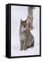 European Lynx (Lynx Lynx), Polar Park, Norway, Troms, Norway, Scandinavia-Sergio Pitamitz-Framed Stretched Canvas