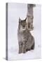 European Lynx (Lynx Lynx), Polar Park, Norway, Troms, Norway, Scandinavia-Sergio Pitamitz-Stretched Canvas