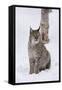 European Lynx (Lynx Lynx), Polar Park, Norway, Troms, Norway, Scandinavia-Sergio Pitamitz-Framed Stretched Canvas