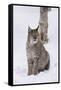 European Lynx (Lynx Lynx), Polar Park, Norway, Troms, Norway, Scandinavia-Sergio Pitamitz-Framed Stretched Canvas