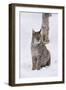 European Lynx (Lynx Lynx), Polar Park, Norway, Troms, Norway, Scandinavia-Sergio Pitamitz-Framed Photographic Print