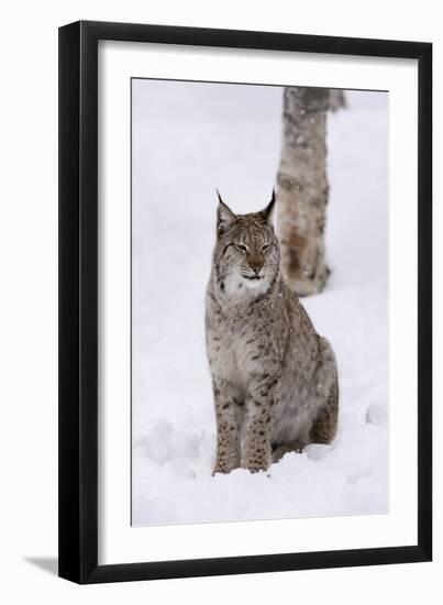 European Lynx (Lynx Lynx), Polar Park, Norway, Troms, Norway, Scandinavia-Sergio Pitamitz-Framed Photographic Print