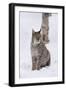 European Lynx (Lynx Lynx), Polar Park, Norway, Troms, Norway, Scandinavia-Sergio Pitamitz-Framed Photographic Print