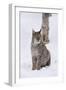 European Lynx (Lynx Lynx), Polar Park, Norway, Troms, Norway, Scandinavia-Sergio Pitamitz-Framed Photographic Print