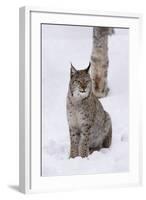 European Lynx (Lynx Lynx), Polar Park, Norway, Troms, Norway, Scandinavia-Sergio Pitamitz-Framed Photographic Print