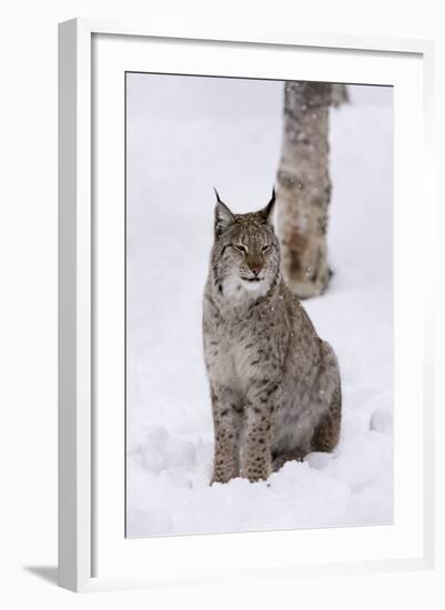 European Lynx (Lynx Lynx), Polar Park, Norway, Troms, Norway, Scandinavia-Sergio Pitamitz-Framed Photographic Print