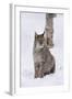 European Lynx (Lynx Lynx), Polar Park, Norway, Troms, Norway, Scandinavia-Sergio Pitamitz-Framed Photographic Print
