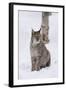 European Lynx (Lynx Lynx), Polar Park, Norway, Troms, Norway, Scandinavia-Sergio Pitamitz-Framed Photographic Print