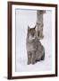 European Lynx (Lynx Lynx), Polar Park, Norway, Troms, Norway, Scandinavia-Sergio Pitamitz-Framed Photographic Print