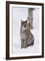 European Lynx (Lynx Lynx), Polar Park, Norway, Troms, Norway, Scandinavia-Sergio Pitamitz-Framed Photographic Print