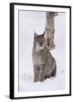 European Lynx (Lynx Lynx), Polar Park, Norway, Troms, Norway, Scandinavia-Sergio Pitamitz-Framed Photographic Print