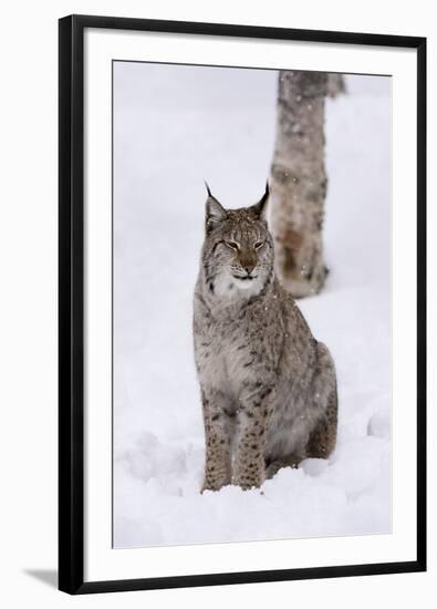 European Lynx (Lynx Lynx), Polar Park, Norway, Troms, Norway, Scandinavia-Sergio Pitamitz-Framed Photographic Print