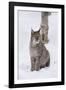 European Lynx (Lynx Lynx), Polar Park, Norway, Troms, Norway, Scandinavia-Sergio Pitamitz-Framed Photographic Print