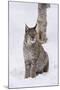 European Lynx (Lynx Lynx), Polar Park, Norway, Troms, Norway, Scandinavia-Sergio Pitamitz-Mounted Photographic Print