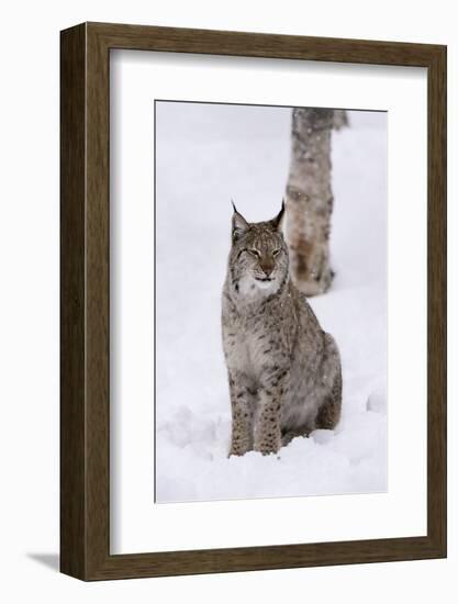 European Lynx (Lynx Lynx), Polar Park, Norway, Troms, Norway, Scandinavia-Sergio Pitamitz-Framed Photographic Print