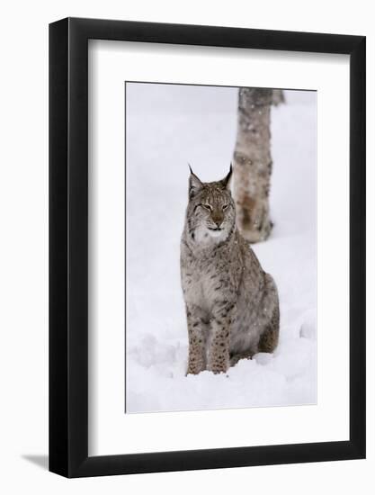 European Lynx (Lynx Lynx), Polar Park, Norway, Troms, Norway, Scandinavia-Sergio Pitamitz-Framed Photographic Print