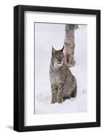 European Lynx (Lynx Lynx), Polar Park, Norway, Troms, Norway, Scandinavia-Sergio Pitamitz-Framed Photographic Print