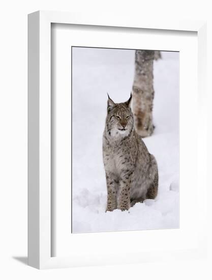 European Lynx (Lynx Lynx), Polar Park, Norway, Troms, Norway, Scandinavia-Sergio Pitamitz-Framed Photographic Print