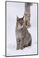 European Lynx (Lynx Lynx), Polar Park, Norway, Troms, Norway, Scandinavia-Sergio Pitamitz-Mounted Photographic Print