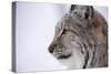 European Lynx (Lynx Lynx), Polar Park, Troms, Norway, Scandinavia-Sergio Pitamitz-Stretched Canvas