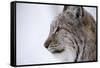 European Lynx (Lynx Lynx), Polar Park, Troms, Norway, Scandinavia-Sergio Pitamitz-Framed Stretched Canvas