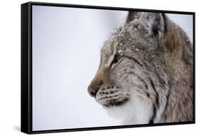 European Lynx (Lynx Lynx), Polar Park, Troms, Norway, Scandinavia-Sergio Pitamitz-Framed Stretched Canvas