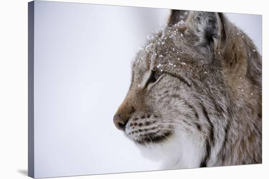 European Lynx (Lynx Lynx), Polar Park, Troms, Norway, Scandinavia-Sergio Pitamitz-Stretched Canvas