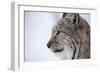 European Lynx (Lynx Lynx), Polar Park, Troms, Norway, Scandinavia-Sergio Pitamitz-Framed Photographic Print